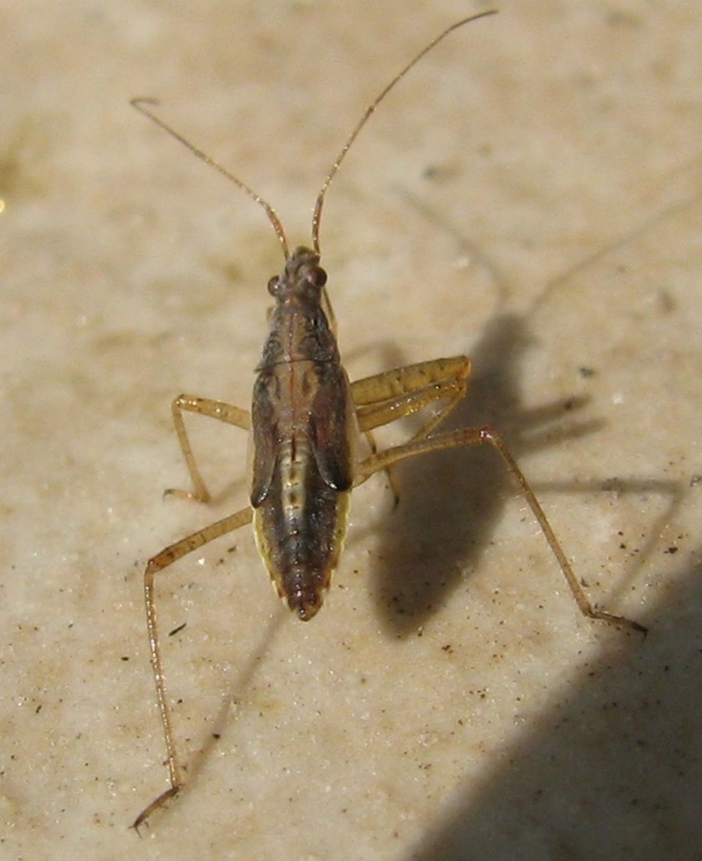 Nabidae: ninfa di Nabis sp.